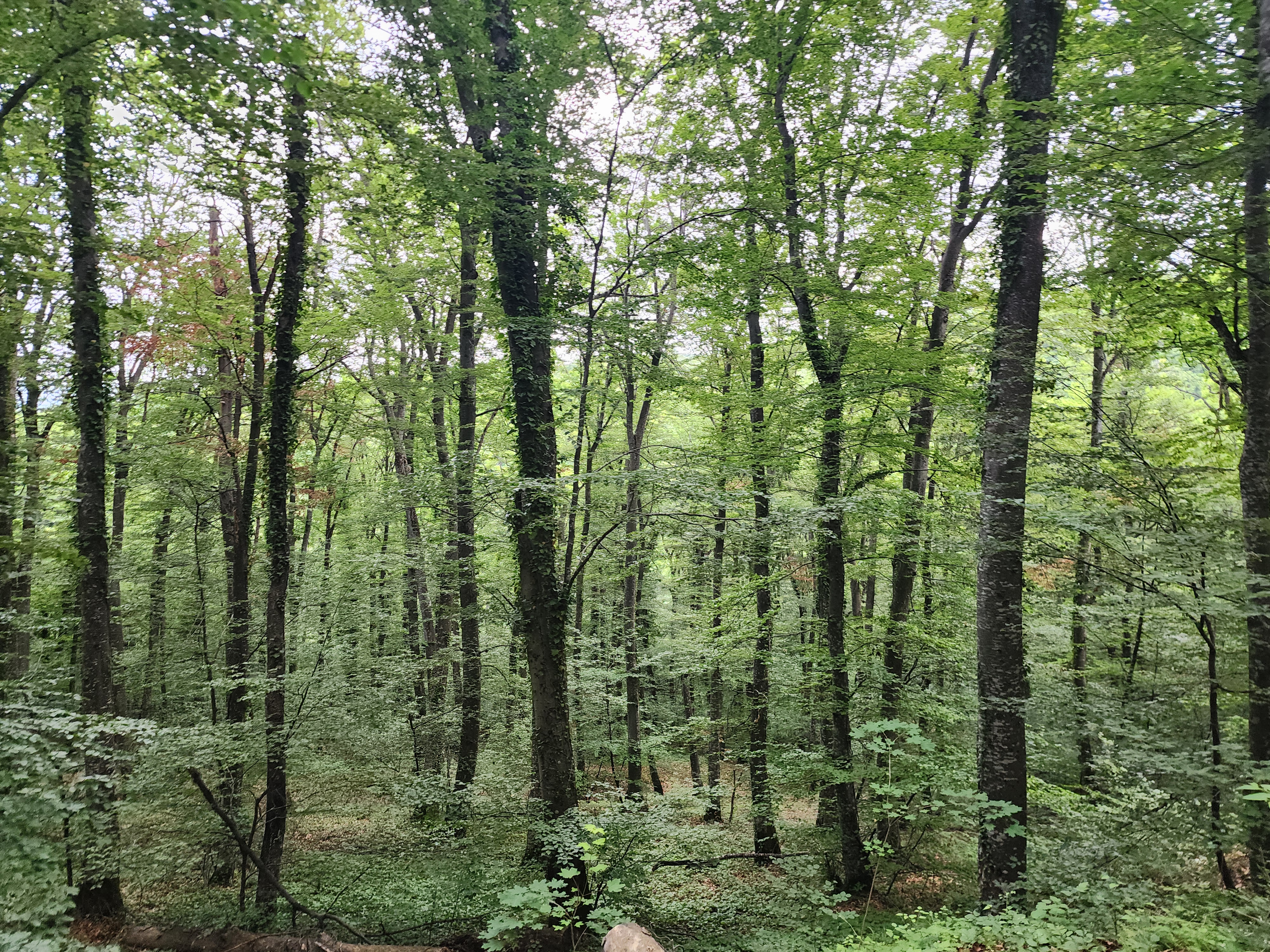 Woodland within an AXERONA project landscape